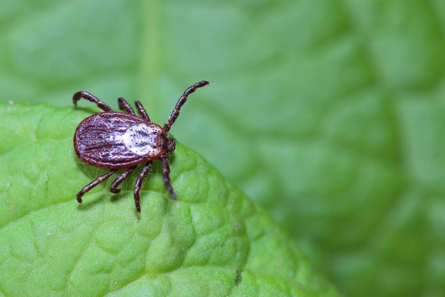 Lyme Disease and Worker’s Compensation in Wisconsin